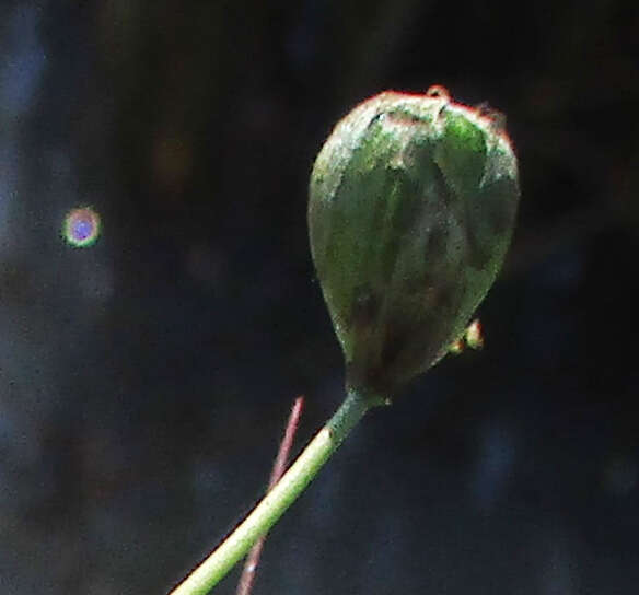 Image of Ornithogalum flexuosum (Thunb.) U. Müll.-Doblies & D. Müll.-Doblies