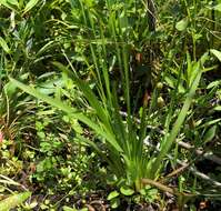 Image of bog yelloweyed grass