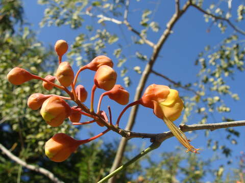 Image of <i>Erythrostemon hughesii</i>