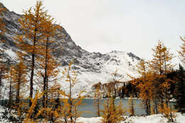 Image of Alpine Larch