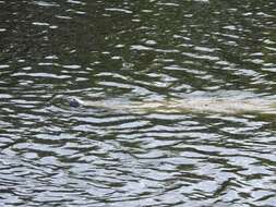 Image of manatees