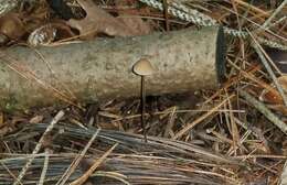 Plancia ëd Conocybe velutipes (Velen.) Hauskn. & Svrček 1999