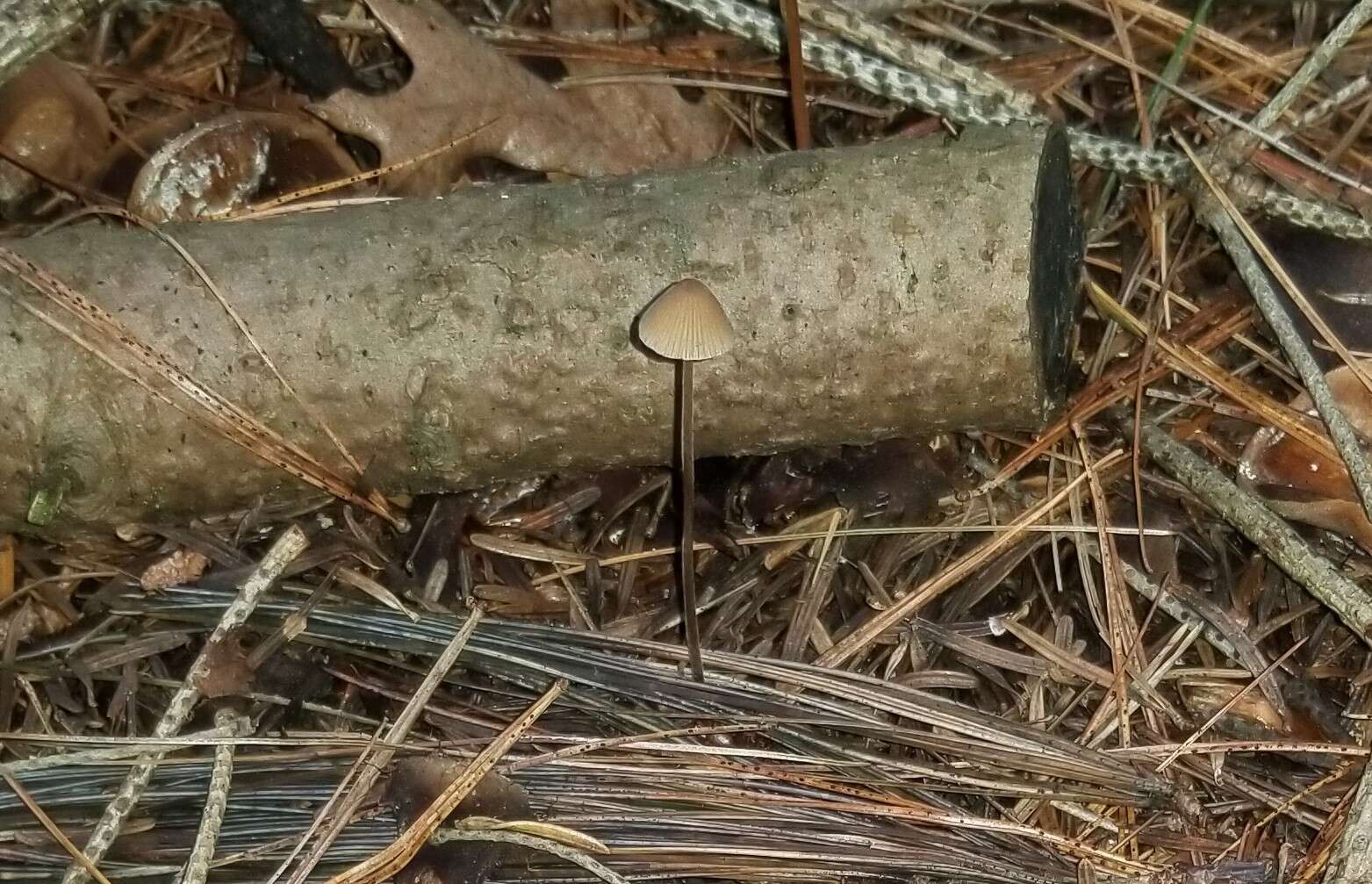 Imagem de Conocybe velutipes (Velen.) Hauskn. & Svrček 1999