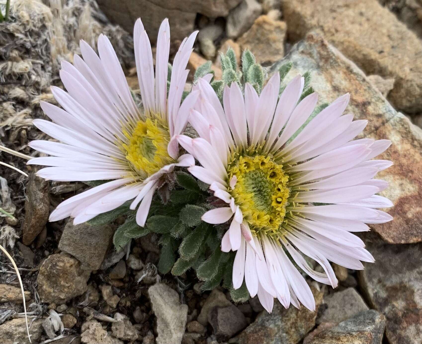 Image of cushion Townsend daisy