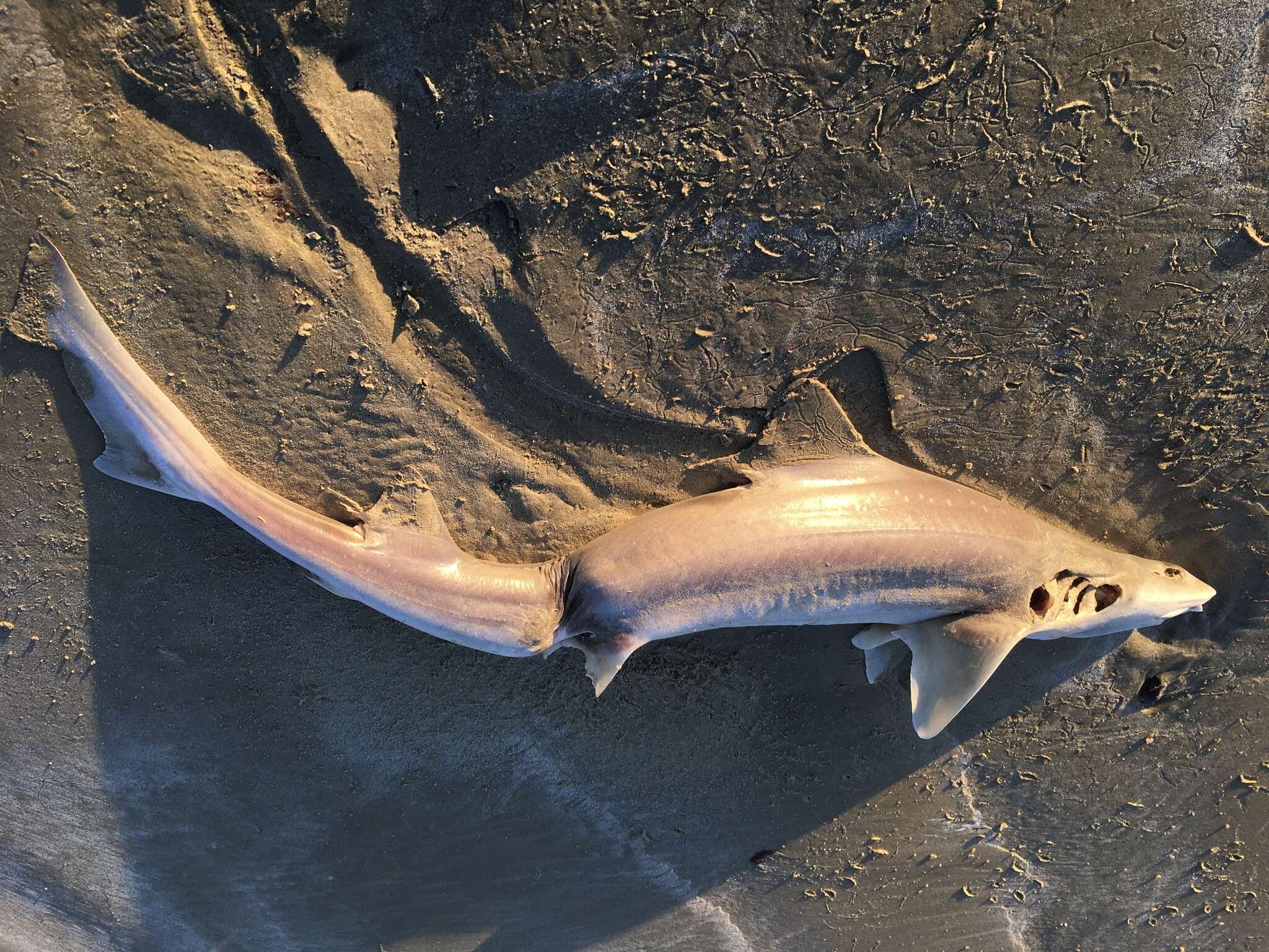 Image of Gummy Shark