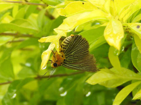 Image of Small Green Awlet