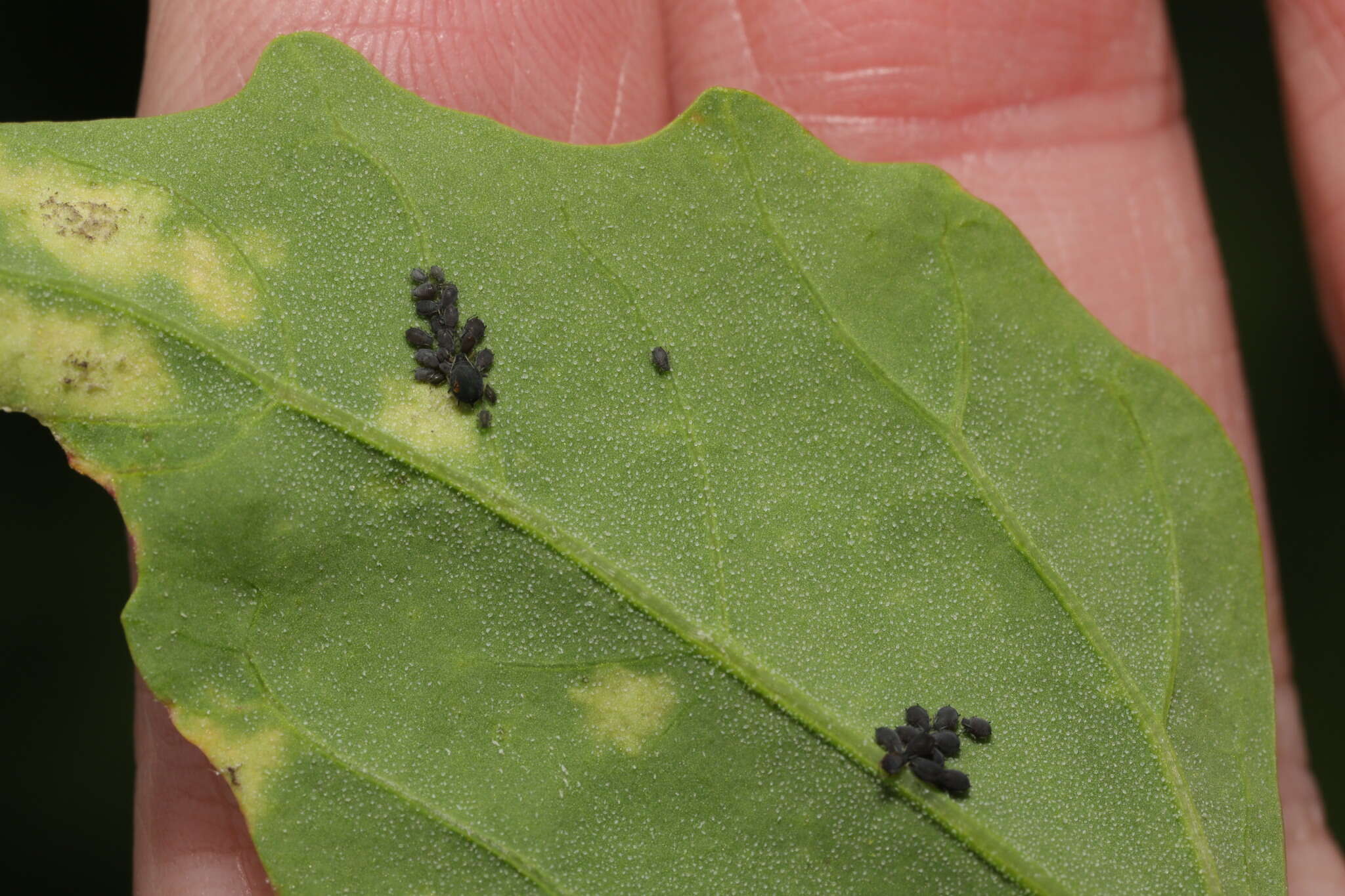 Image of Peronospora variabilis