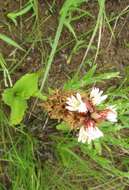 Image de Satyrium sphaerocarpum Lindl.