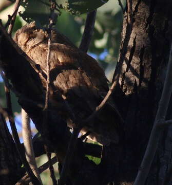 Image of Pallid Scops Owl