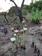 Inulopsis camporum (Gardn.) G. L. Nesom resmi