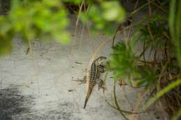 Image of Cozumel Spiny Lizard