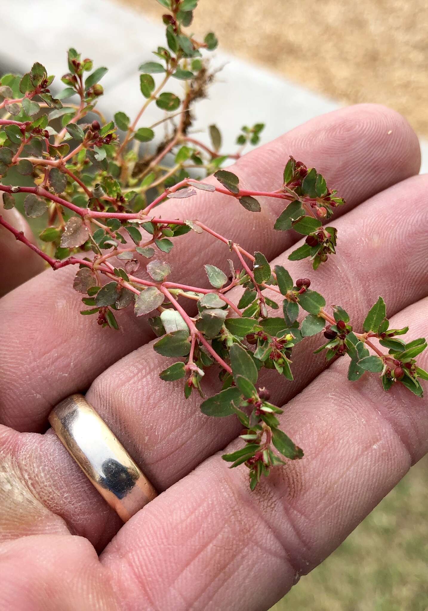 Image de Euphorbia vermiculata Raf.