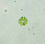 صورة Stauridium