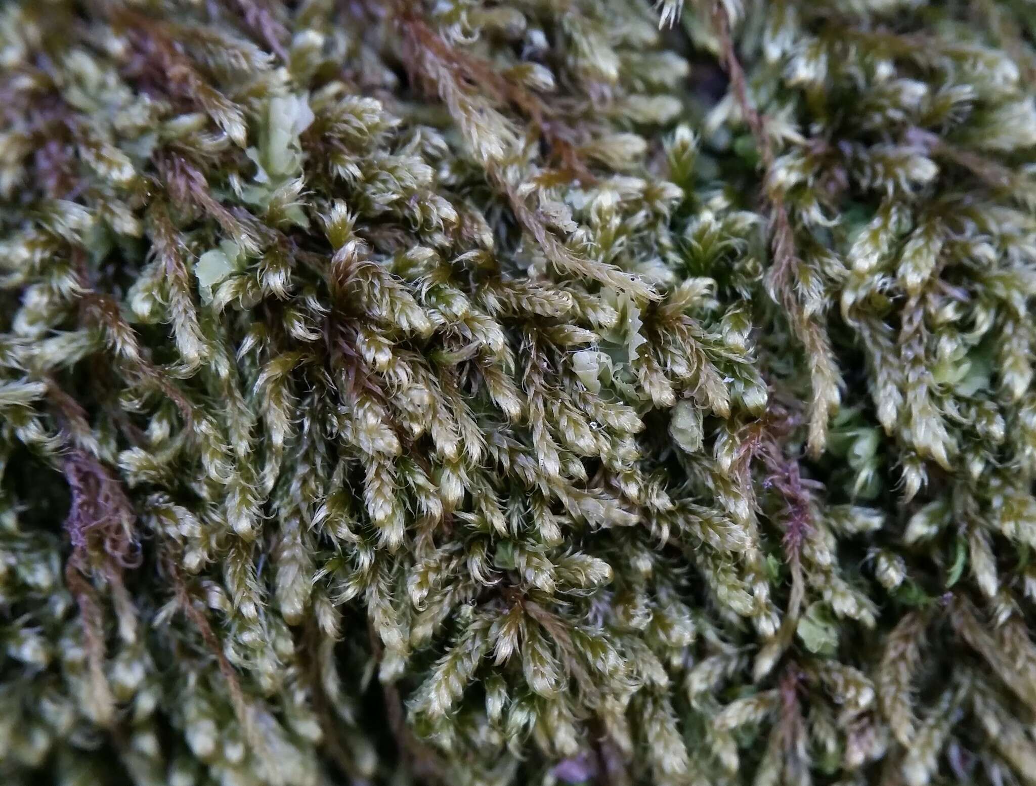 Image of pylaisiadelpha moss