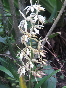 Image of Prosthechea prismatocarpa (Rchb. fil.) W. E. Higgins