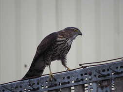 Image of Accipiter virgatus fuscipectus Mees 1970