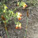 Image of Erica thunbergii var. thunbergii