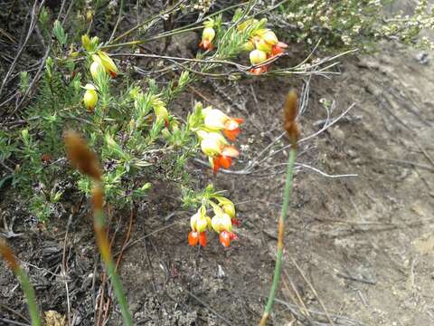 Слика од Erica thunbergii var. thunbergii