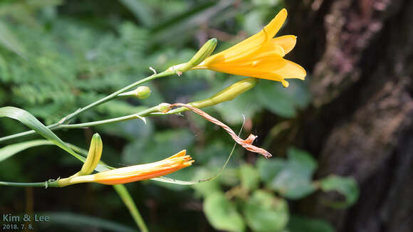 Слика од Hemerocallis hakuunensis Nakai