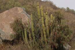 Corryocactus brevistylus (K. Schum. ex Vaupel) Britton & Rose resmi