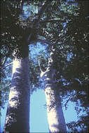 Image of Atherton Kauri Pine