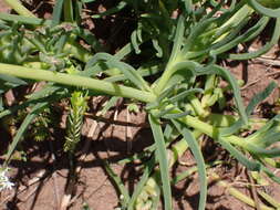 Image of Conicosia pugioniformis subsp. muirii (N. E. Br.) Ihlenfeldt & Gerbaulet