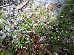 صورة Lobelia filicaulis (C. Presl) Schönland