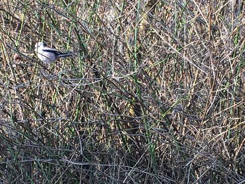 صورة Aegithalos caudatus caudatus (Linnaeus 1758)