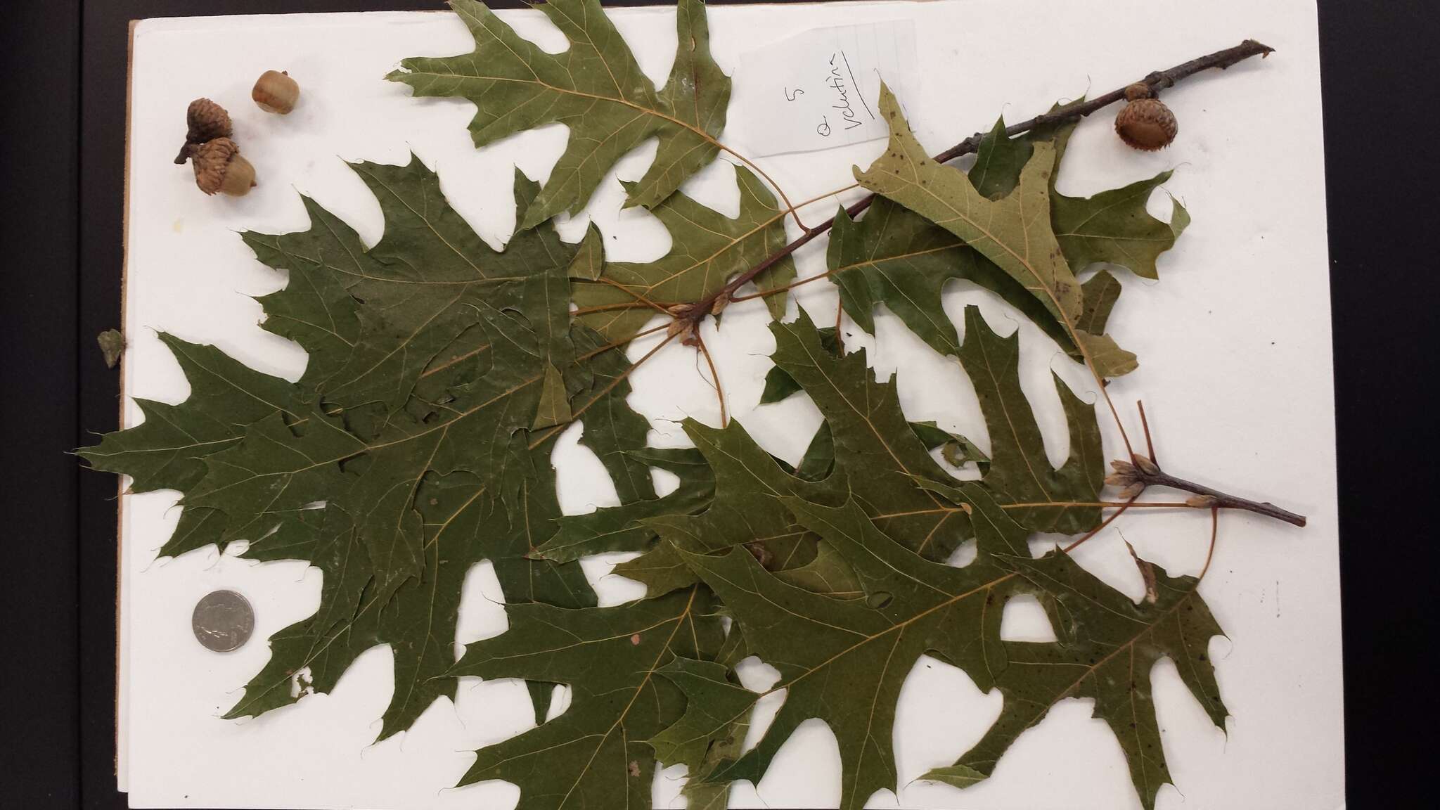 Quercus velutina Lam. resmi