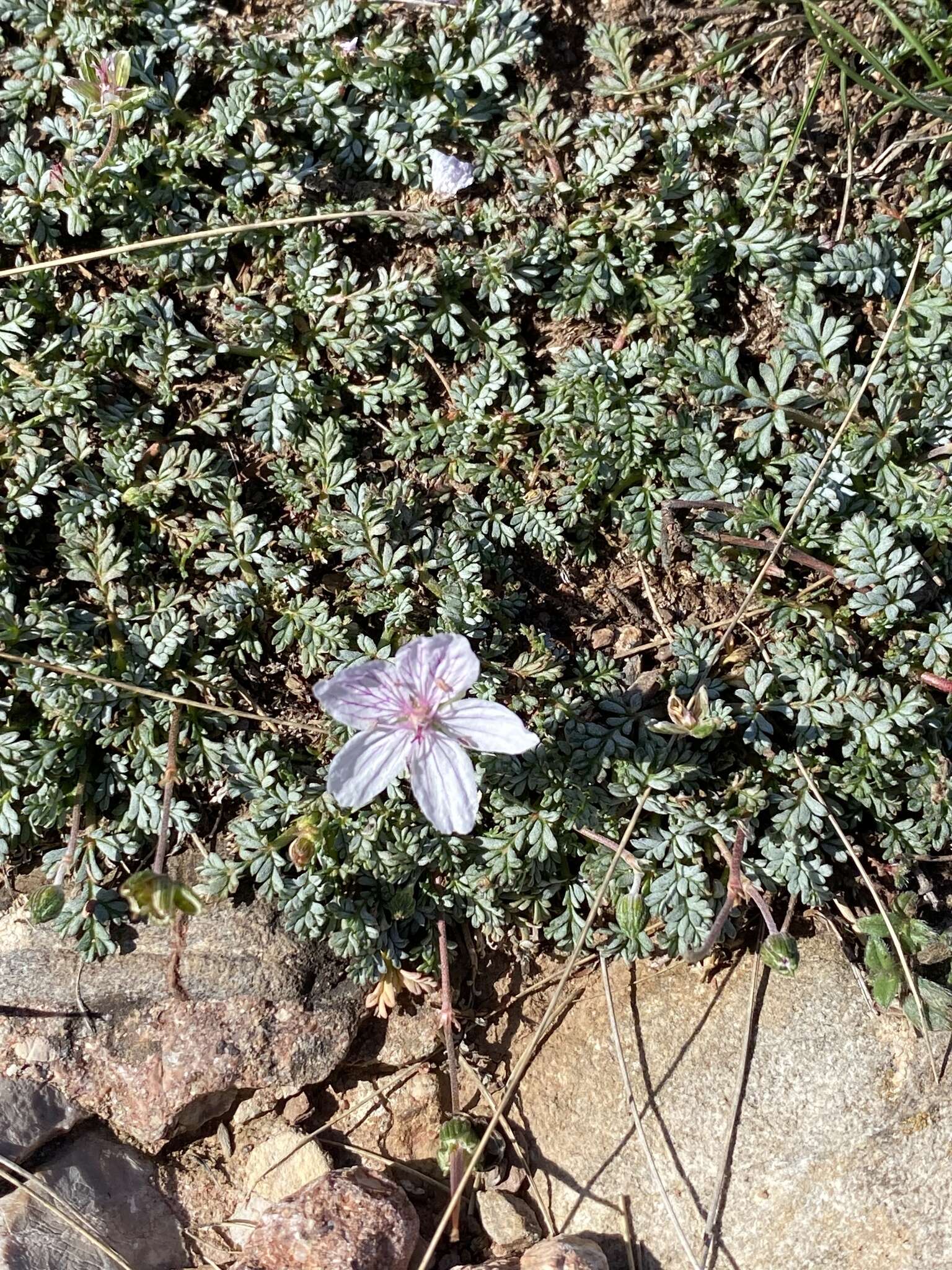 Image of Erodium rupestre (Pourret ex Cav.) Guittonneau