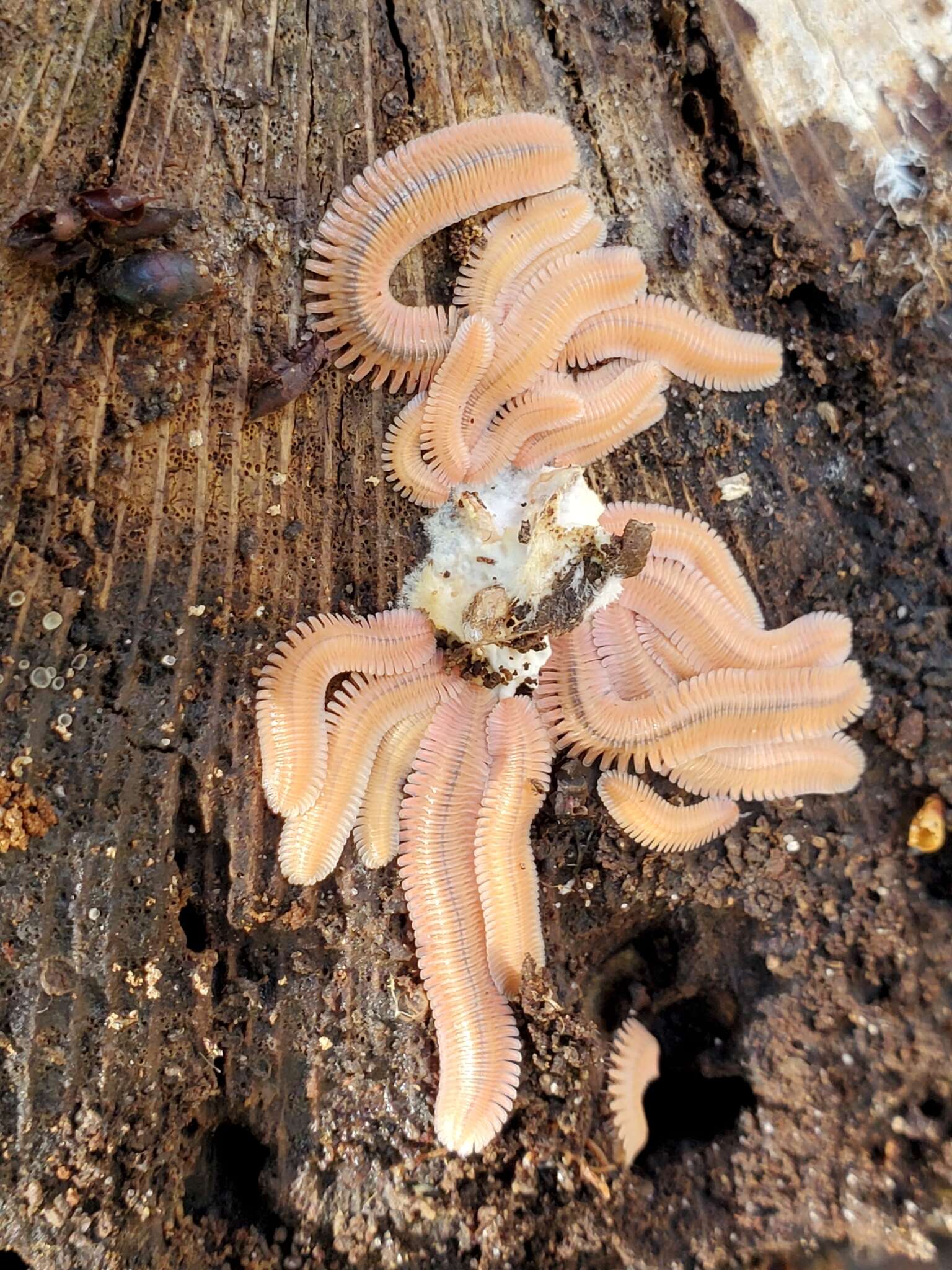 Image of Brachycybe lecontii Wood 1864