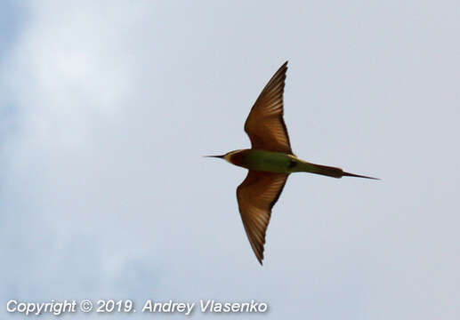 Image of Merops superciliosus superciliosus Linnaeus 1766