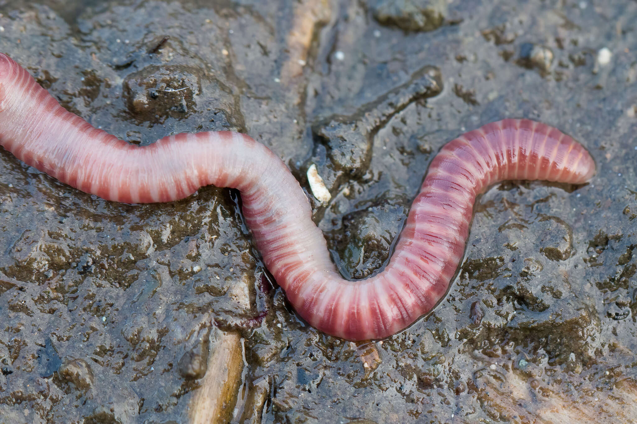 Image of Red wiggler, manure worm, soilution worm, brandling worm, english redworm