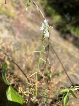 Image of Wild Balsam-Apple