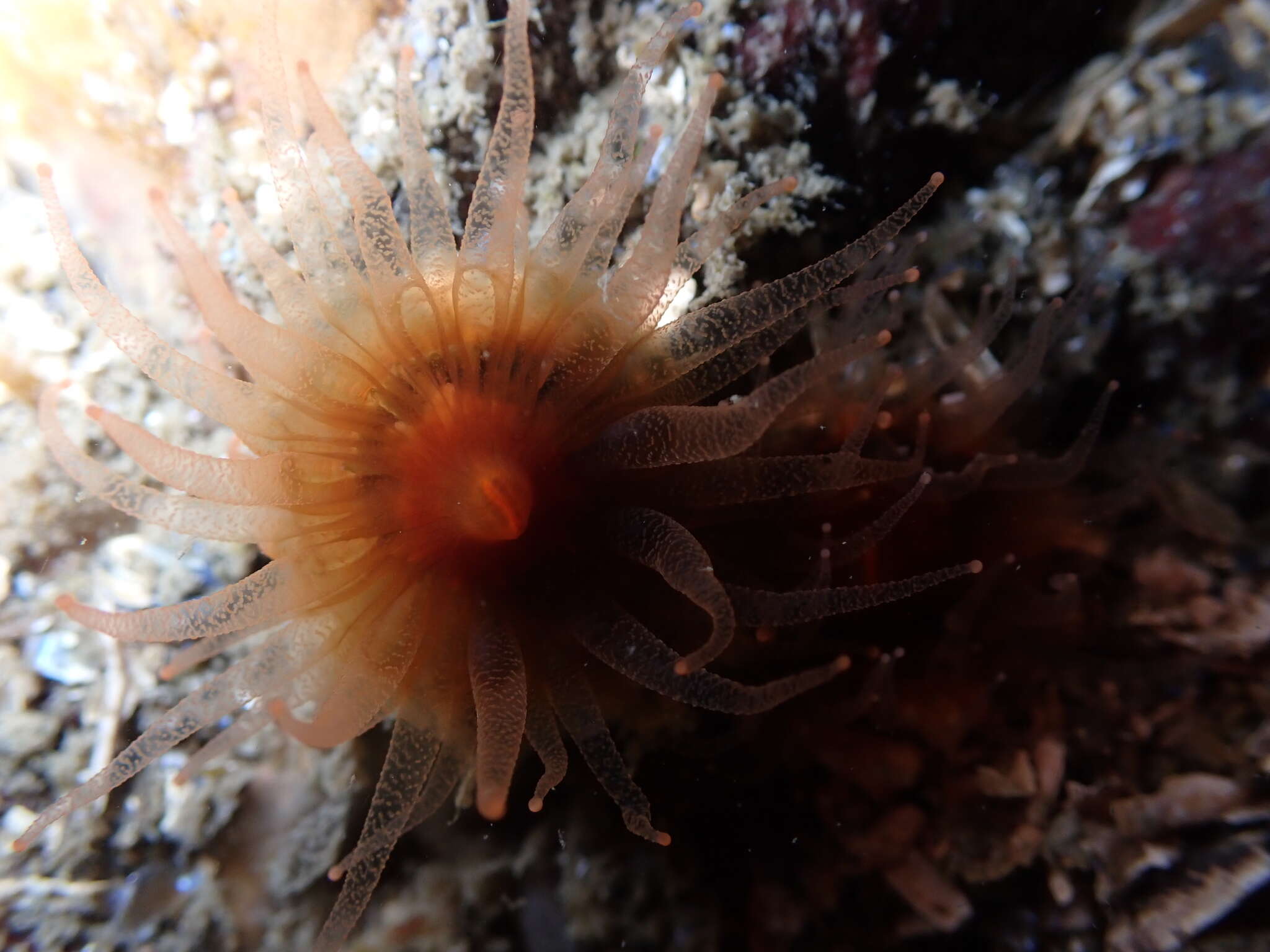 Image of Alaska stony coral