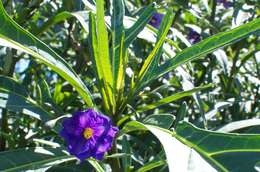 Image of Large Kangaroo Apple