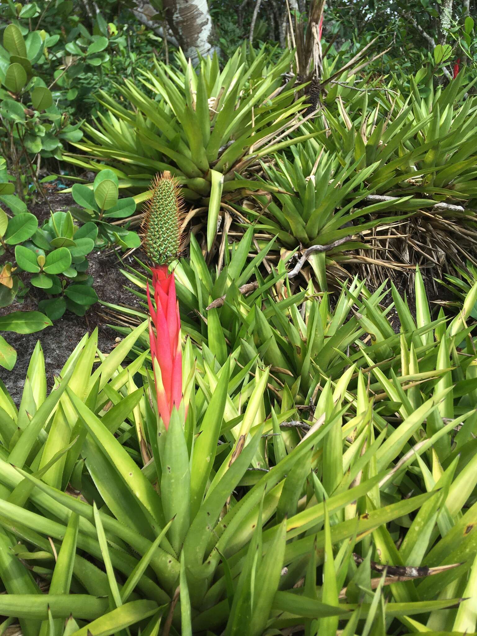 Image of Aechmea ornata (Gaudich.) Baker