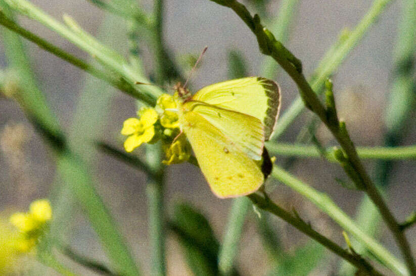 Image of Harford's Sulphur