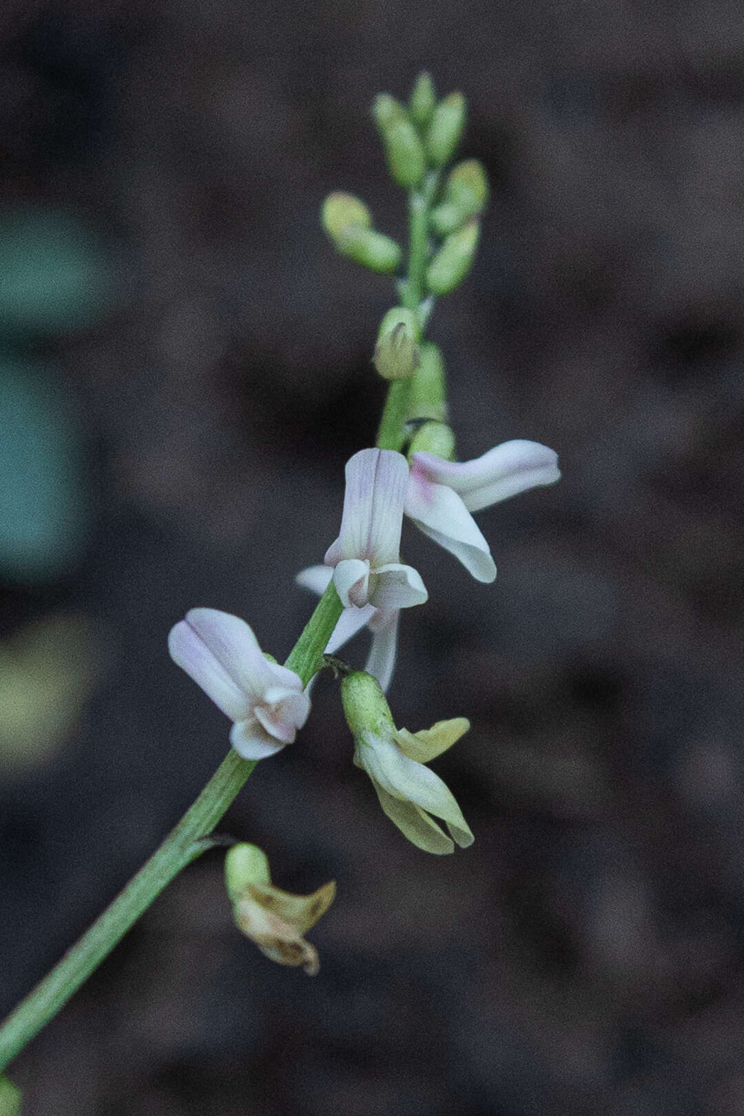 Image of Rusby's milkvetch