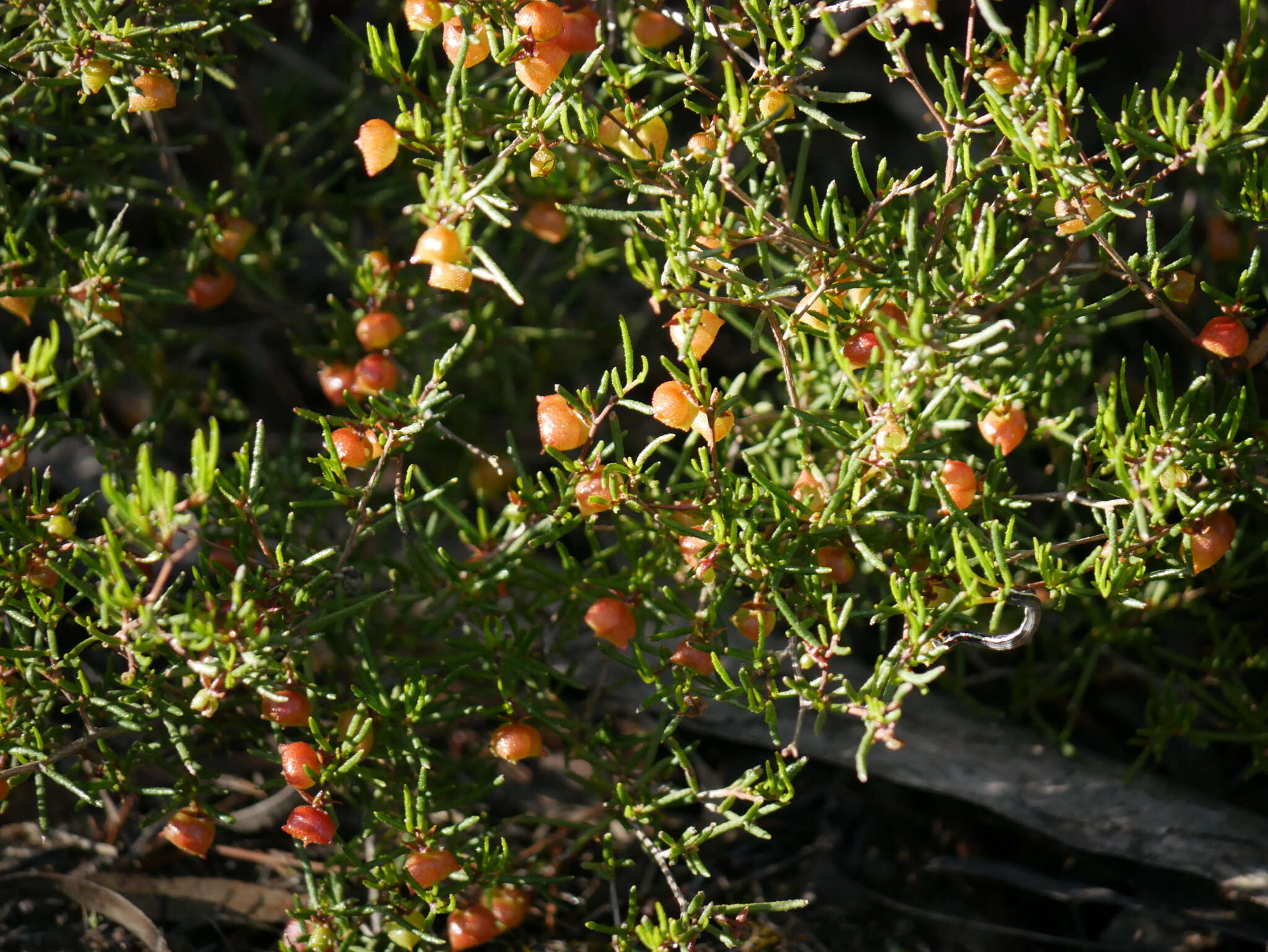 Image de Dodonaea hexandra F. Müll.