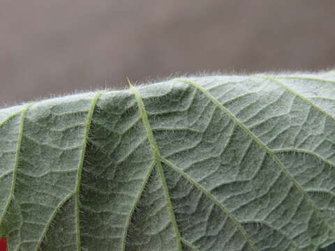 Image of European blackberry
