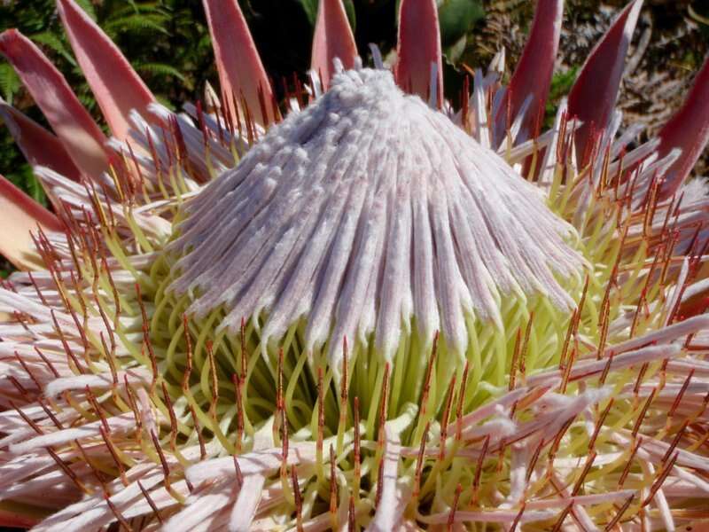 Imagem de Protea cynaroides (L.) L.