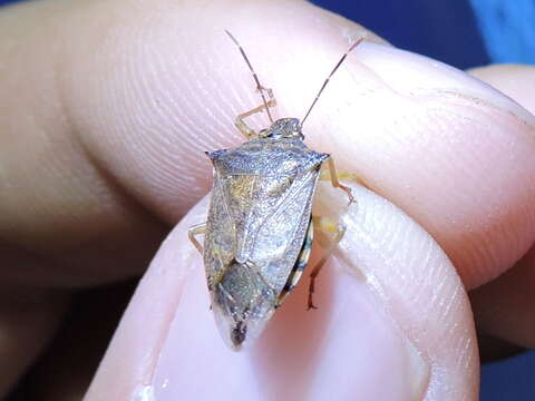 Image of Spined Soldier Bug