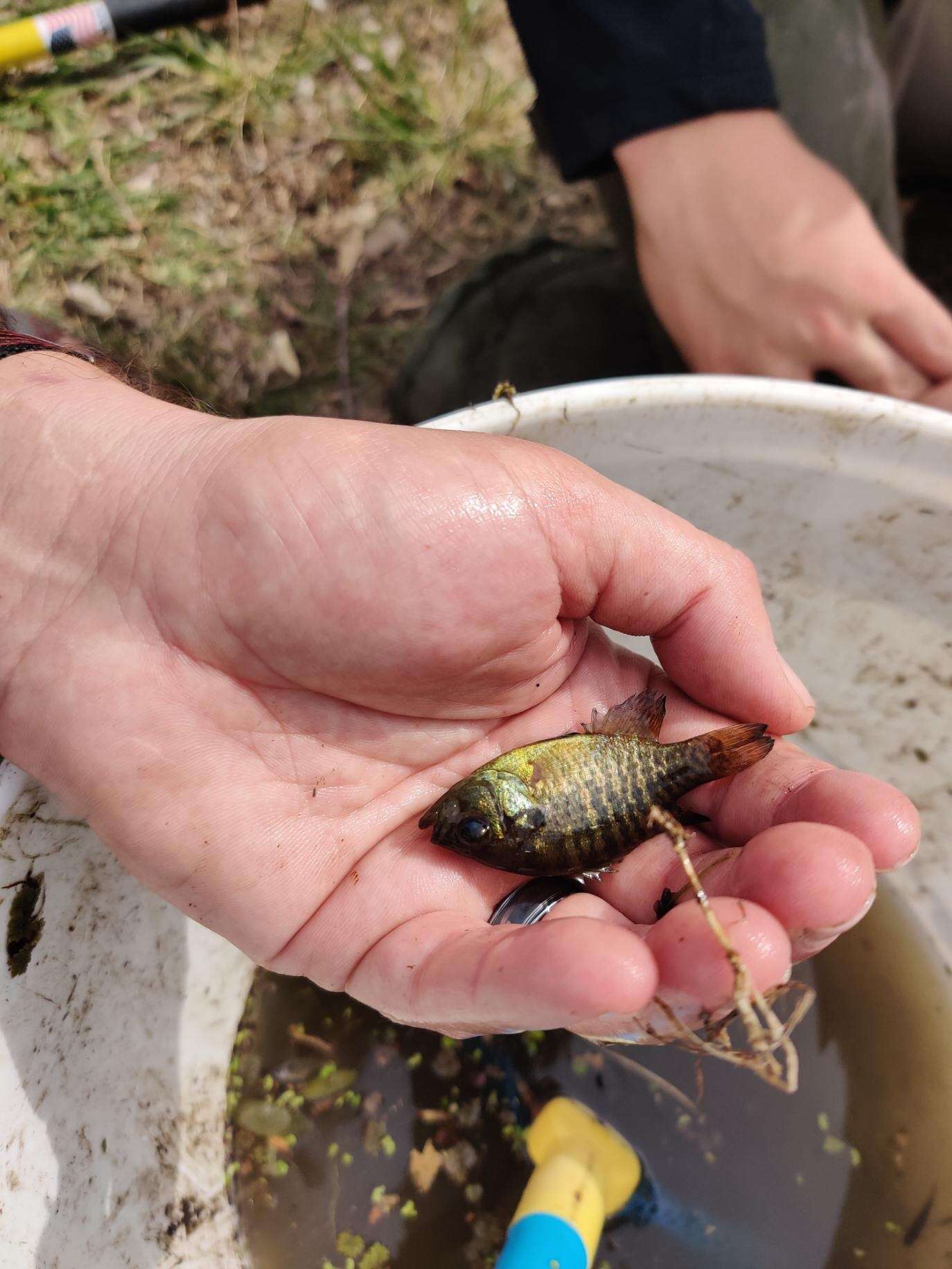 Image of Bantam Sunfish