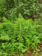 Plancia ëd Polypodium macaronesicum subsp. macaronesicum