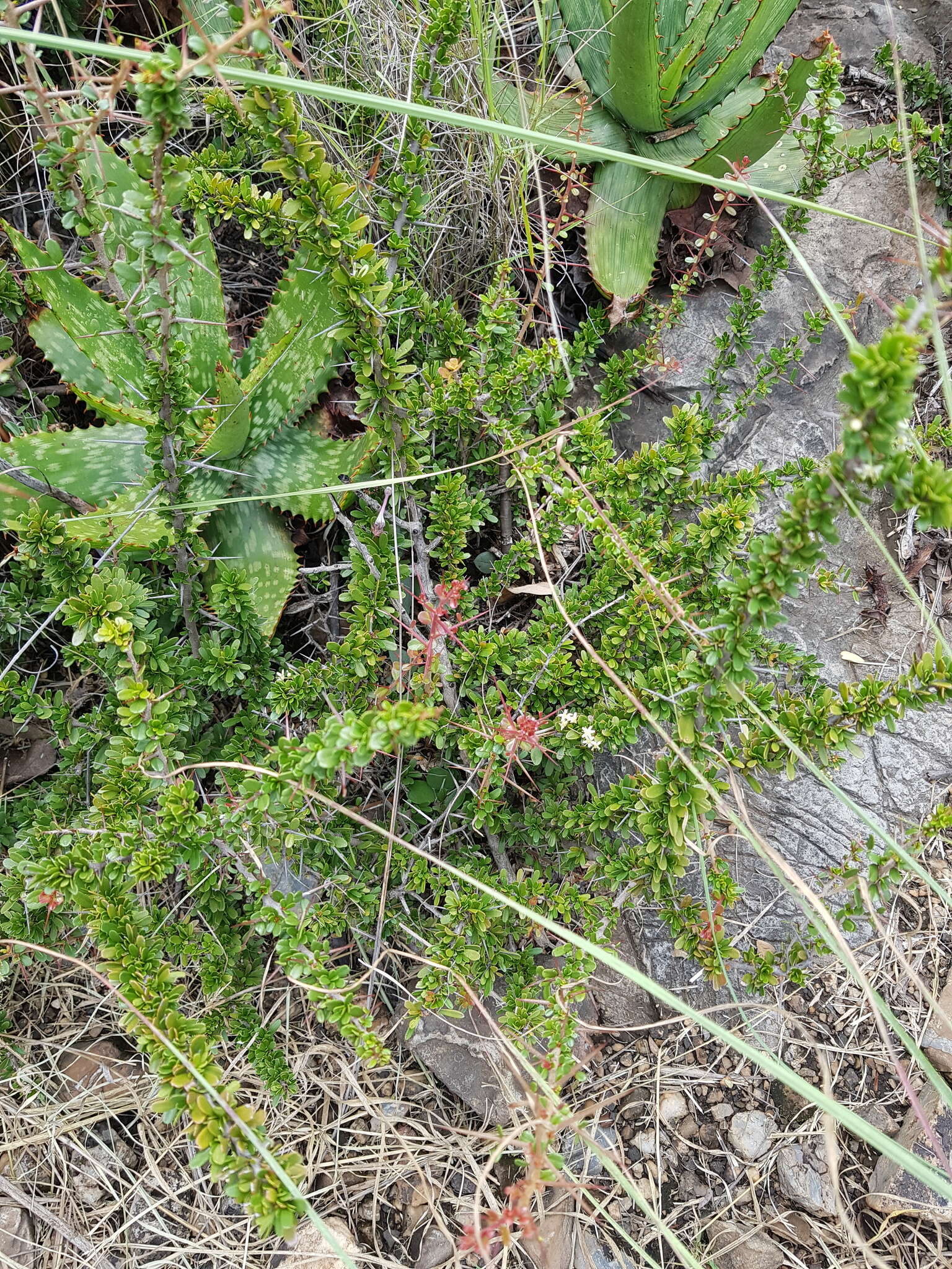 Plancia ëd Gymnosporia polyacantha subsp. vacciniifolia (Conrath) Jordaan