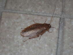 Image of Maya cockroach