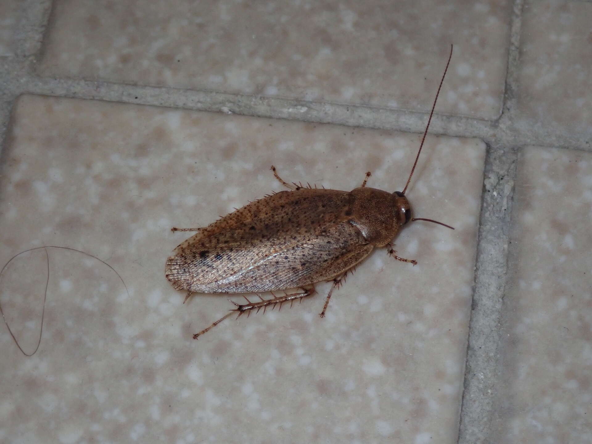 Image of Maya cockroach