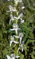 Image of Sierra bog orchid