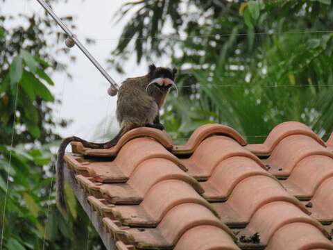 صورة Saguinus imperator imperator (Goeldi 1907)